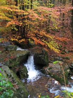 Herfst in de Ardennen